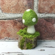 Solo Lime Mushroom on Natural Tree Stump