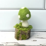 Solo Lime Mushroom on Natural Tree Stump
