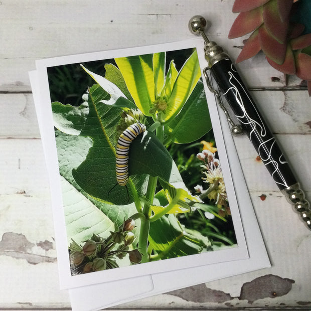 Monarch Caterpillar/Card by lydeen