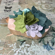A Tiny Oasis, No Water Needed - Wooly Green Succulent Garden