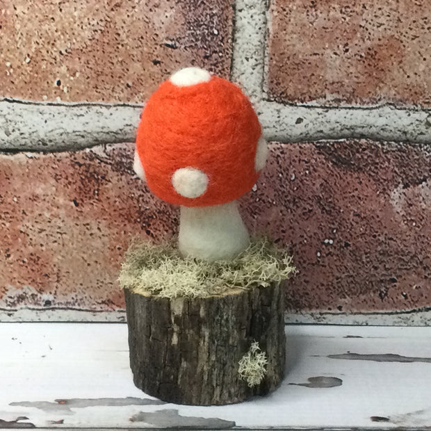 Solo Bright Coral Mushroom on Natural Tree Stump