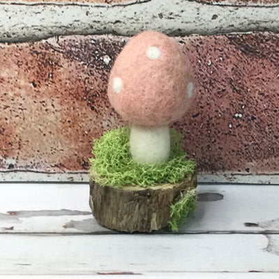 Solo Salmon Mushroom on Natural Tree Stump