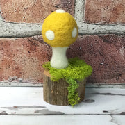 Solo Marigold Mushroom on Natural Tree Stump