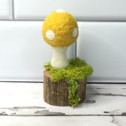 Solo Marigold Mushroom on Natural Tree Stump