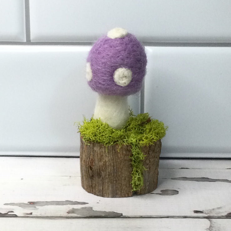 Solo Lavender Mushroom on Natural Tree Stump