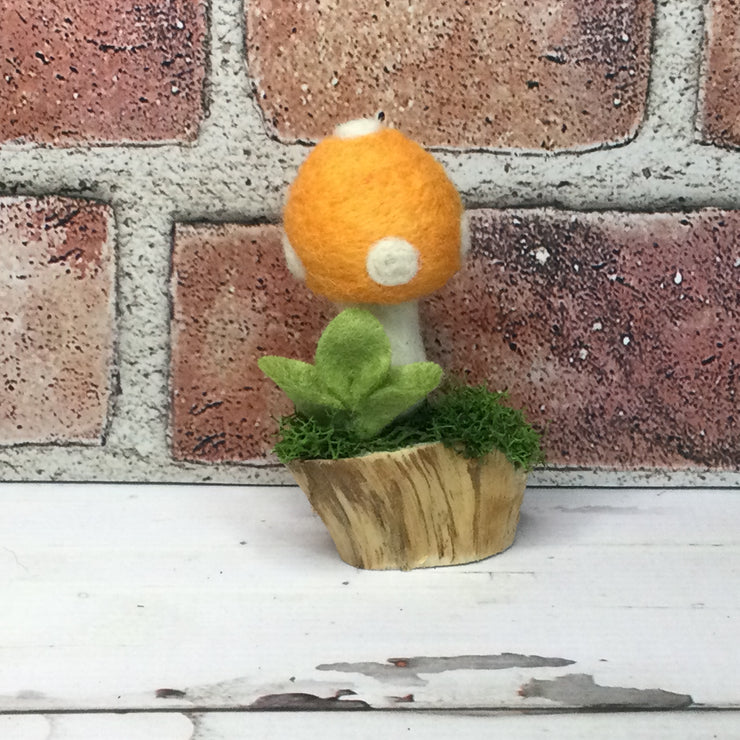 Solo Cantaloupe Mushroom on Natural Tree Stump