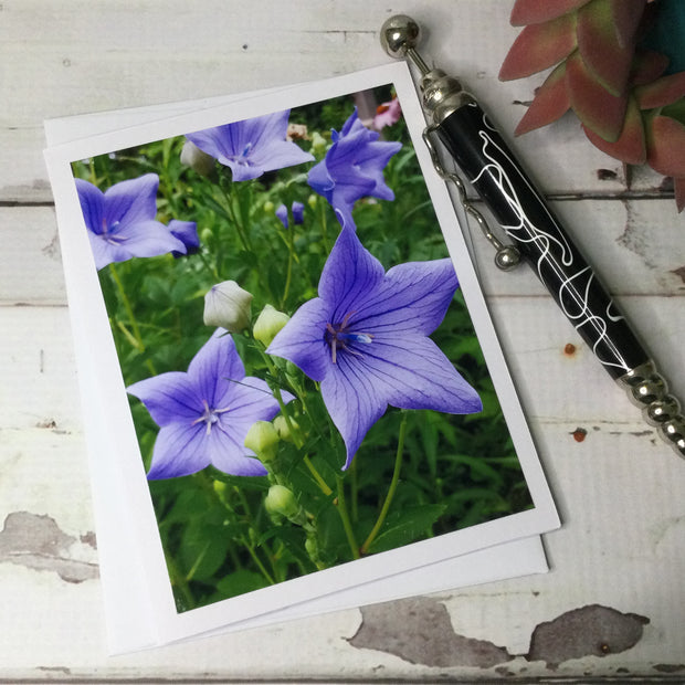 Balloon Flowers/Card by lydeen
