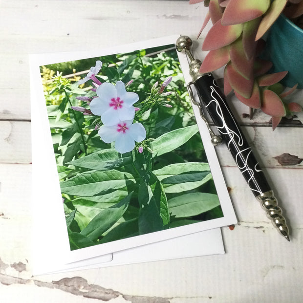 Phlox Pink Star Flowers/Card by lydeen