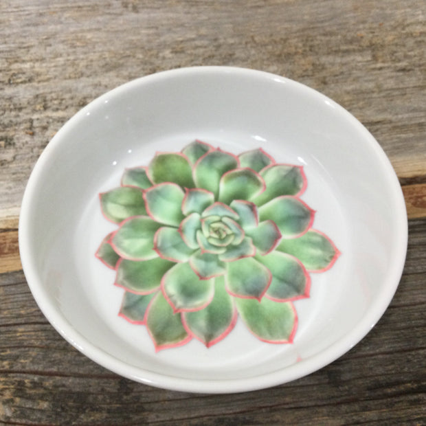 Succulents/Trinket Dish by lydeen